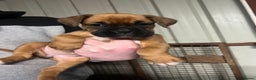 Boxer dogs for sale: Beautiful boxer puppies for sale  - Advert 1