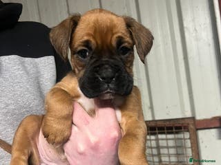 Boxer dogs Beautiful boxer puppies for sale - Advert 18