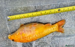 Koi Carp fish for sale: Koi for Sale - Image 5