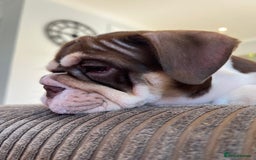 English Bulldog dogs for sale: One Beautiful Cuddly Girl Left 🏠💗 - Image 5