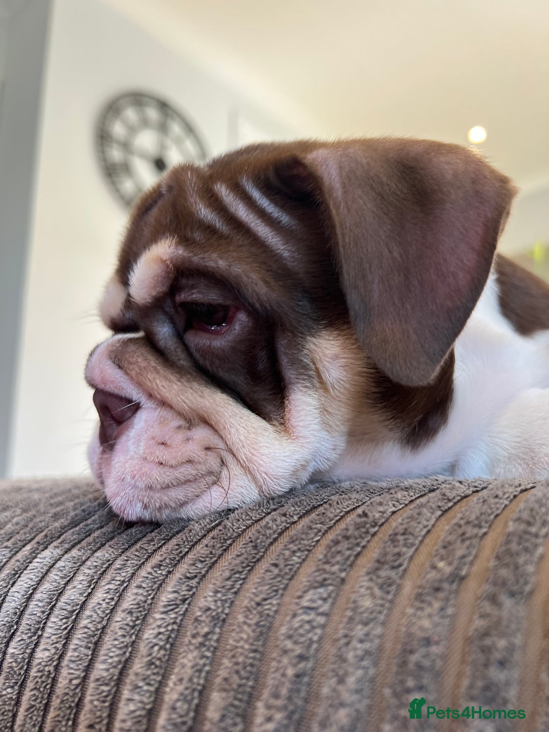 English Bulldog dogs for sale: One Beautiful Cuddly Girl Left 🏠💗 - Image 5