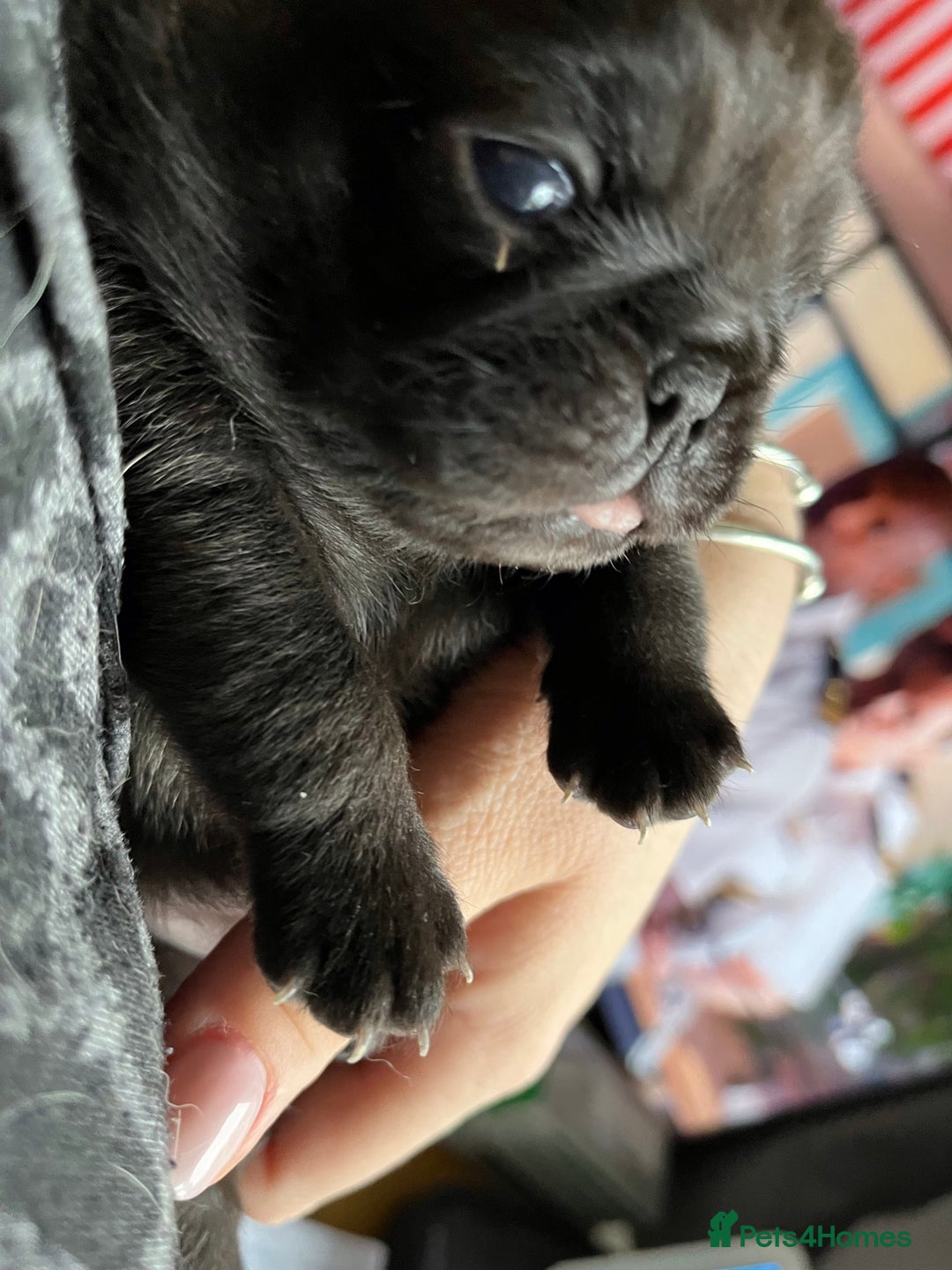 Pug dogs for stud: KC reg silver pug for stud  in Wolverhampton - Image 16