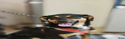 Mixed Breed dogs for adoption: ❤️🐶 PENNY – SHE WON’T LET YOU JUST PASS BY in Burton-on-Trent - Advert 10