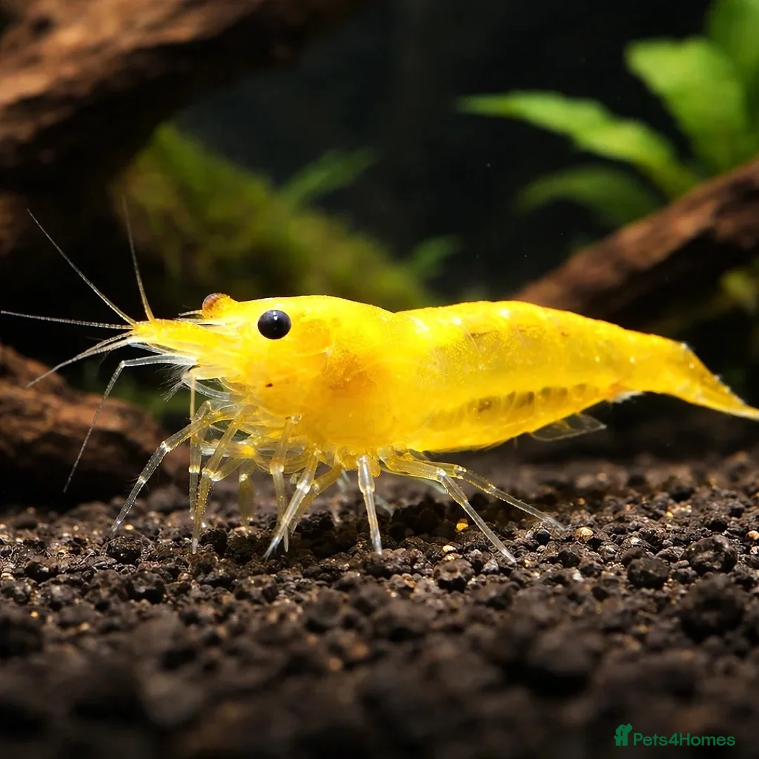Shrimps fish for sale: Cherry shrimp  - Advert 2