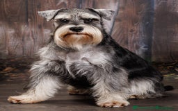 Mixed Breed dogs for sale: SCHNOODLE PUPPIES  - Image 8