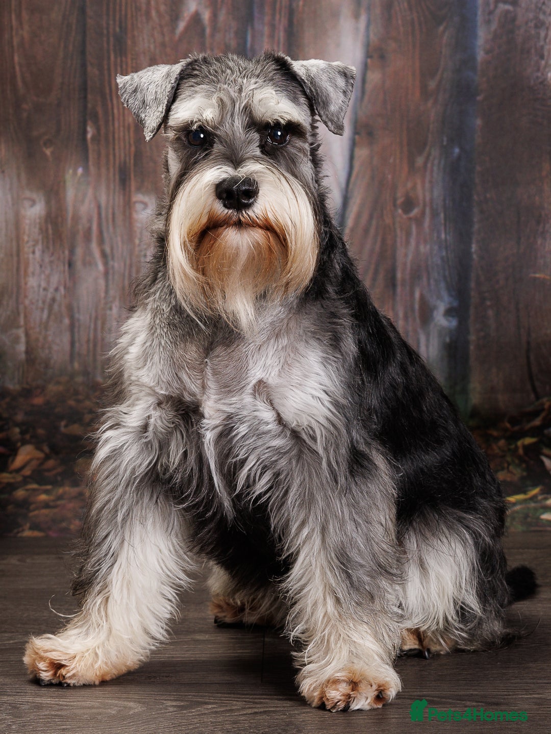 Mixed Breed dogs for sale: SCHNOODLE PUPPIES  - Image 8