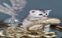 British Shorthair cats for sale: Blue eyed Silver tabby shaded BSH x Russian blue  - Image 7