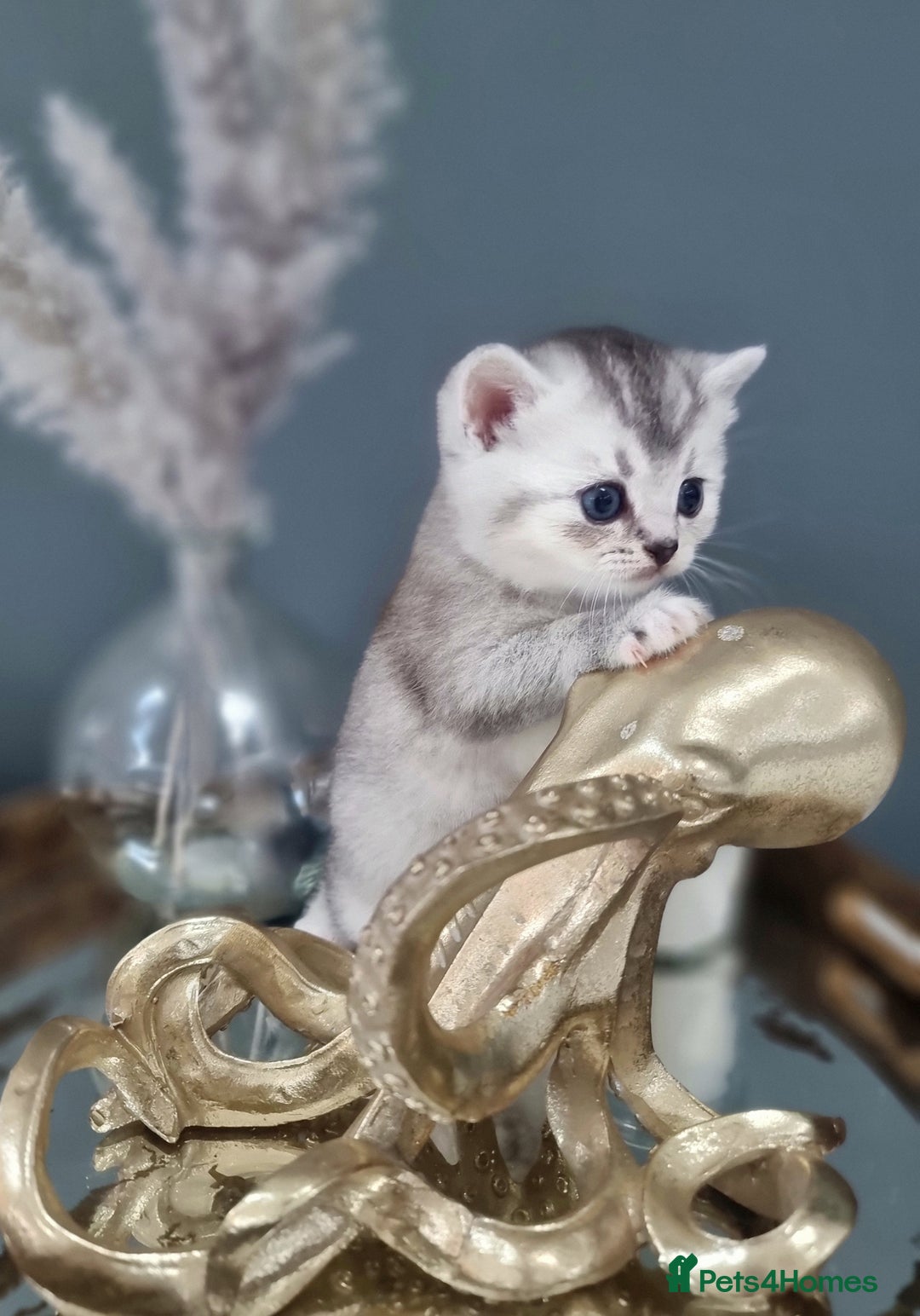 British Shorthair cats for sale: Blue eyed Silver tabby shaded BSH x Russian blue  - Image 7