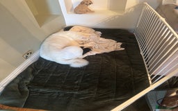 Akita dogs for sale: 2 Akita puppies 1 female 1 male  - Image 11