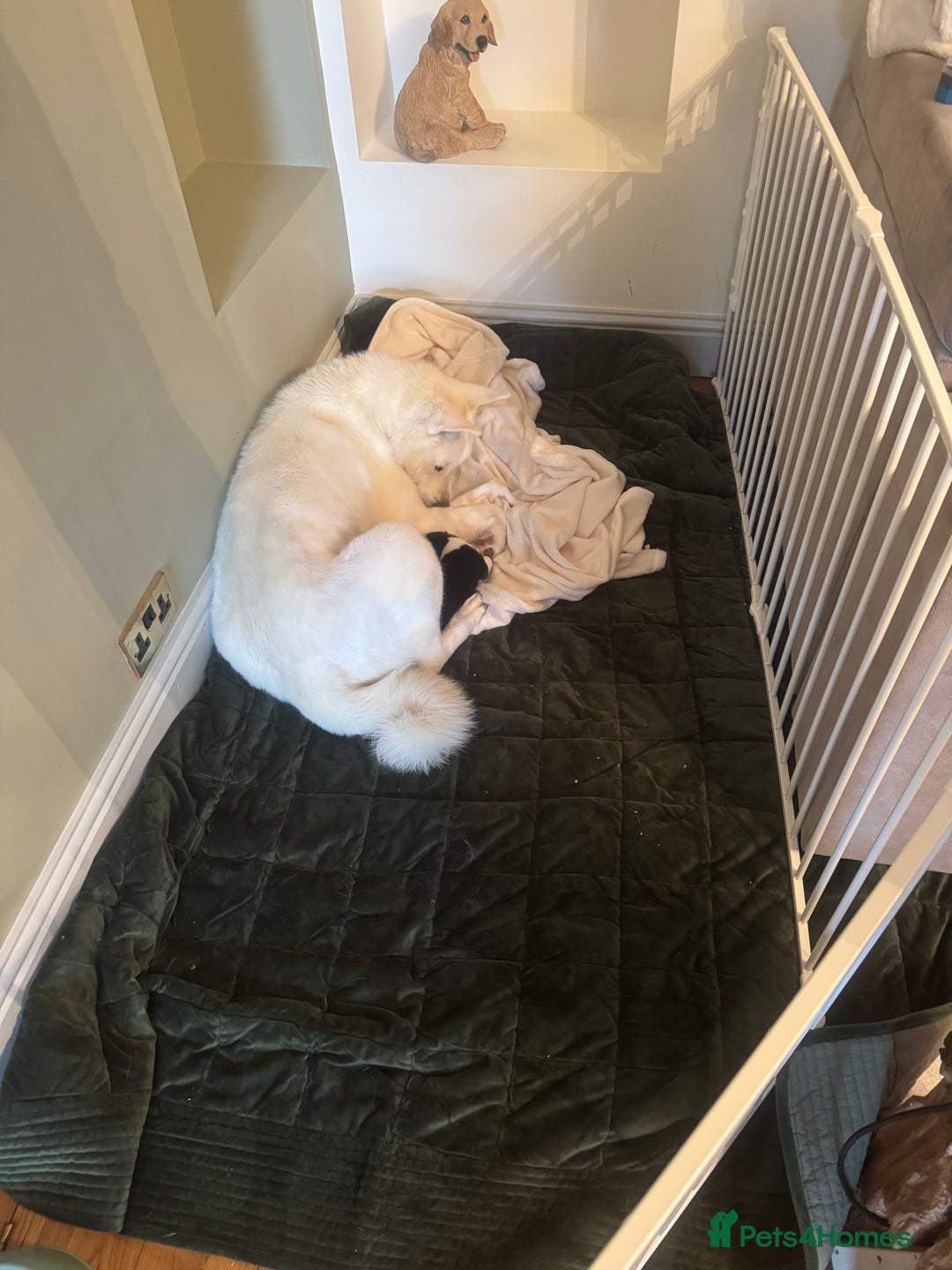 Akita dogs for sale: 2 Akita puppies 1 female 1 male  - Image 11
