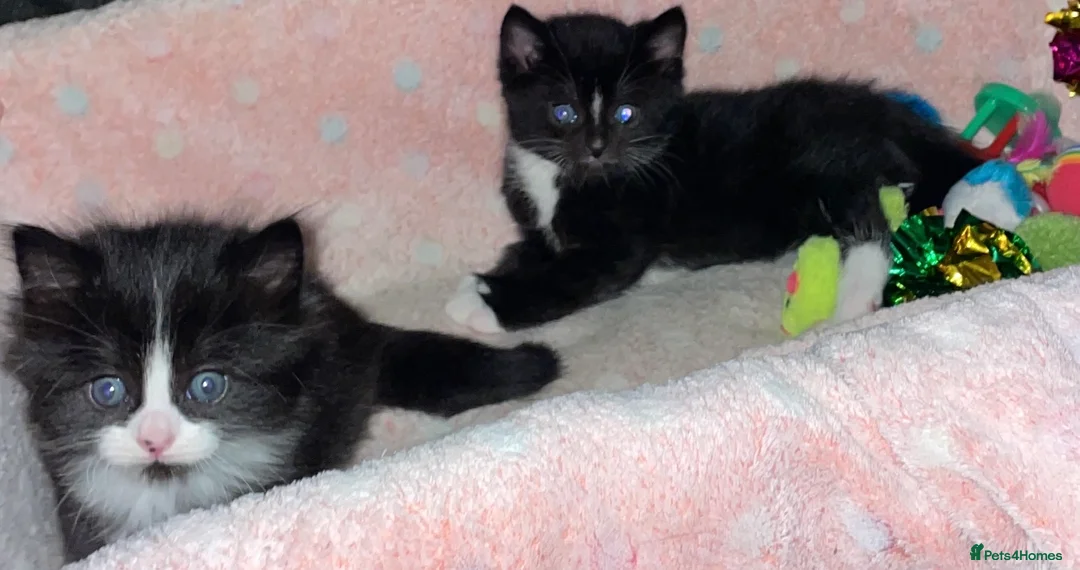 Domestic Shorthair cats for sale: Black n white Tuxedo Kittens - Advert 6