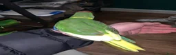 Parakeets birds for sale: Baby tame Kakariki s  - Advert 4