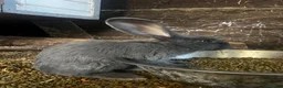 Continental Giant rabbits for sale: Beautiful continental babies  - Advert 6