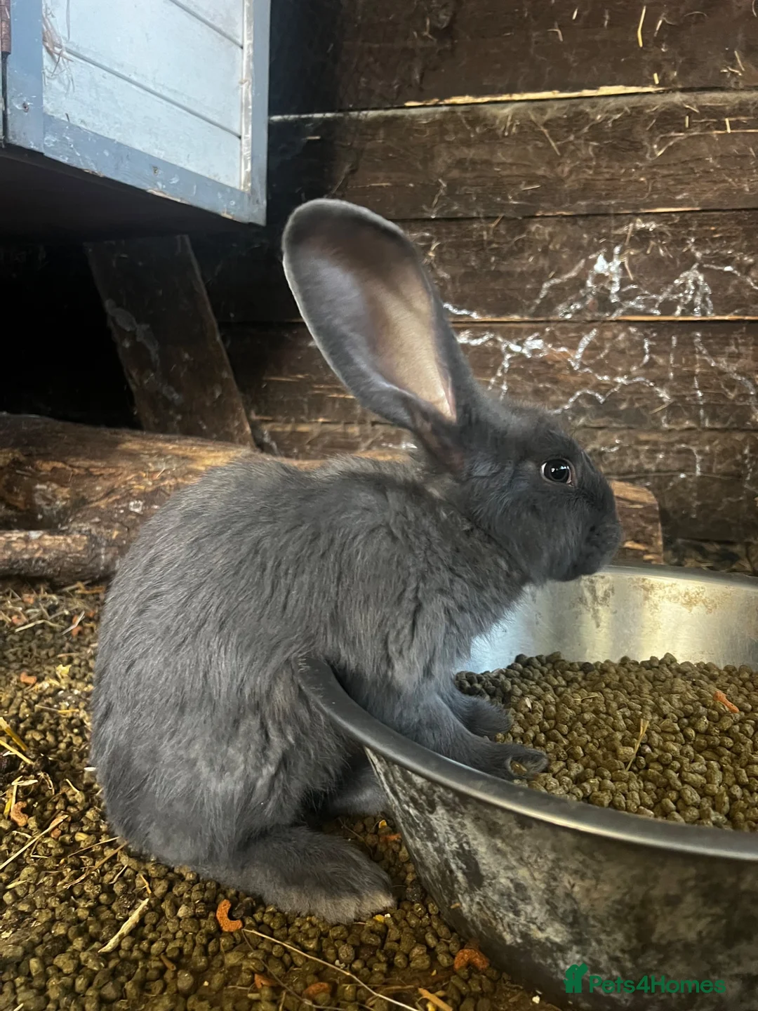 Continental Giant rabbits for sale: Beautiful continental babies  - Advert 6