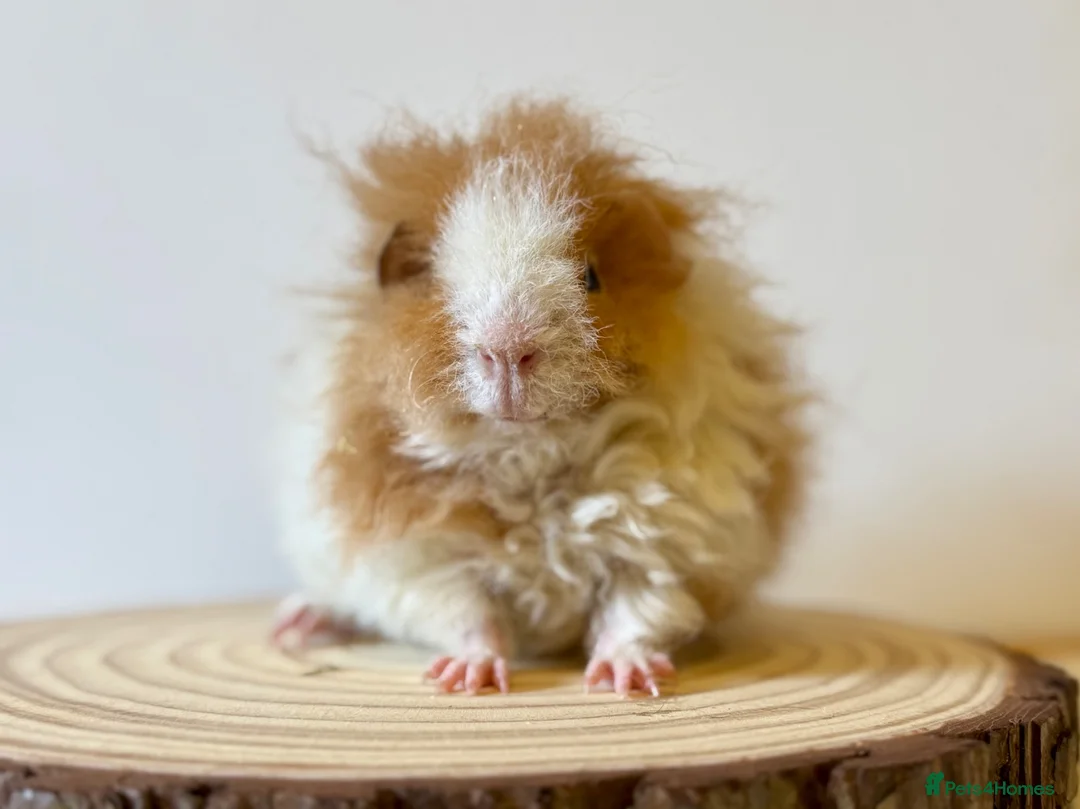 Guinea Pig rodents for sale: Selection of guinea pigs looking for new homes  - Advert 1