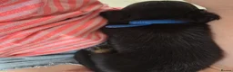 Dachshund dogs for sale: Miniature dachshunds puppies  - Advert 6