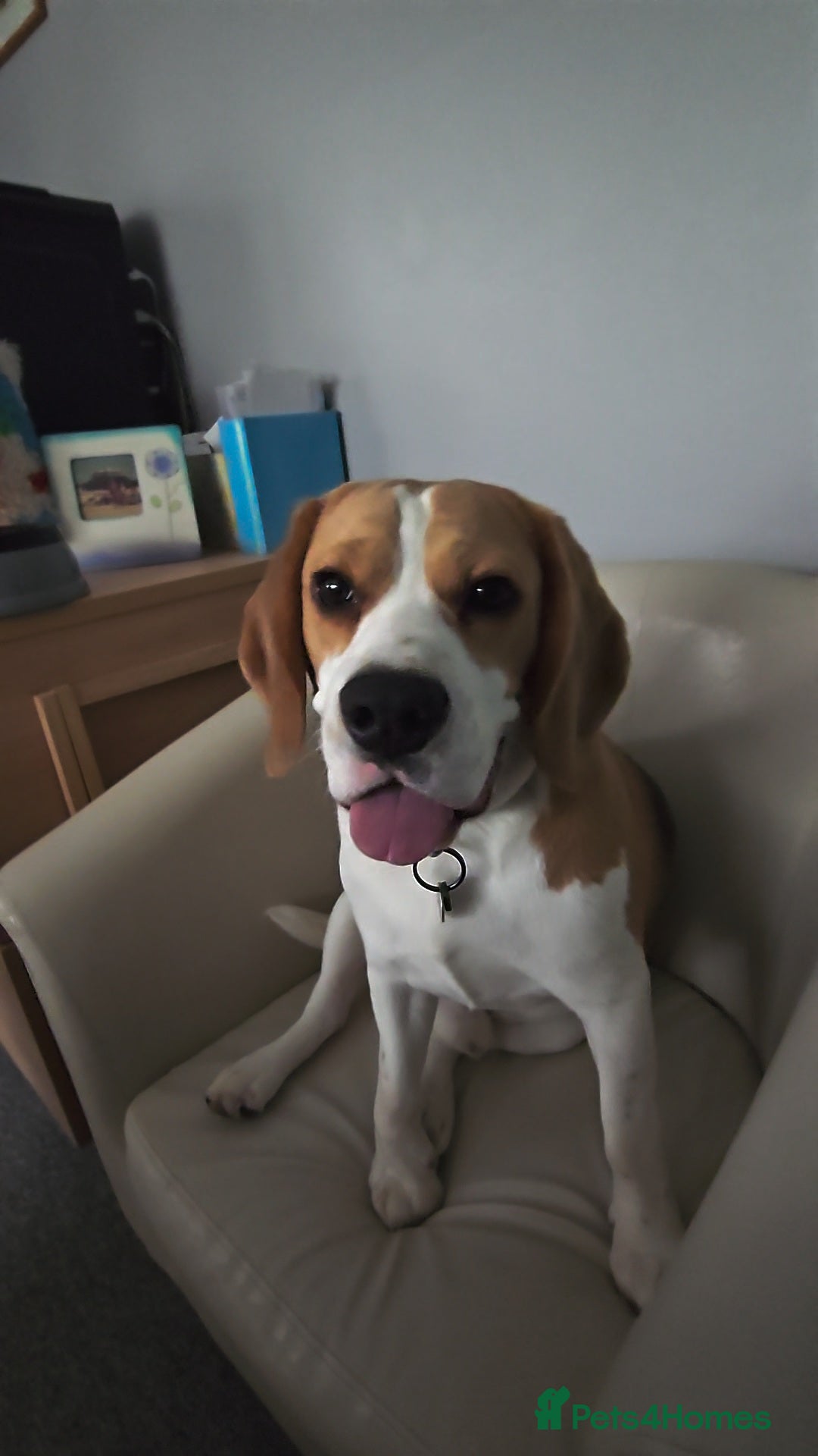Beagle dogs 10 month male Beagle - Advert 7