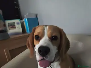 Beagle dogs 10 month male Beagle - Advert 1