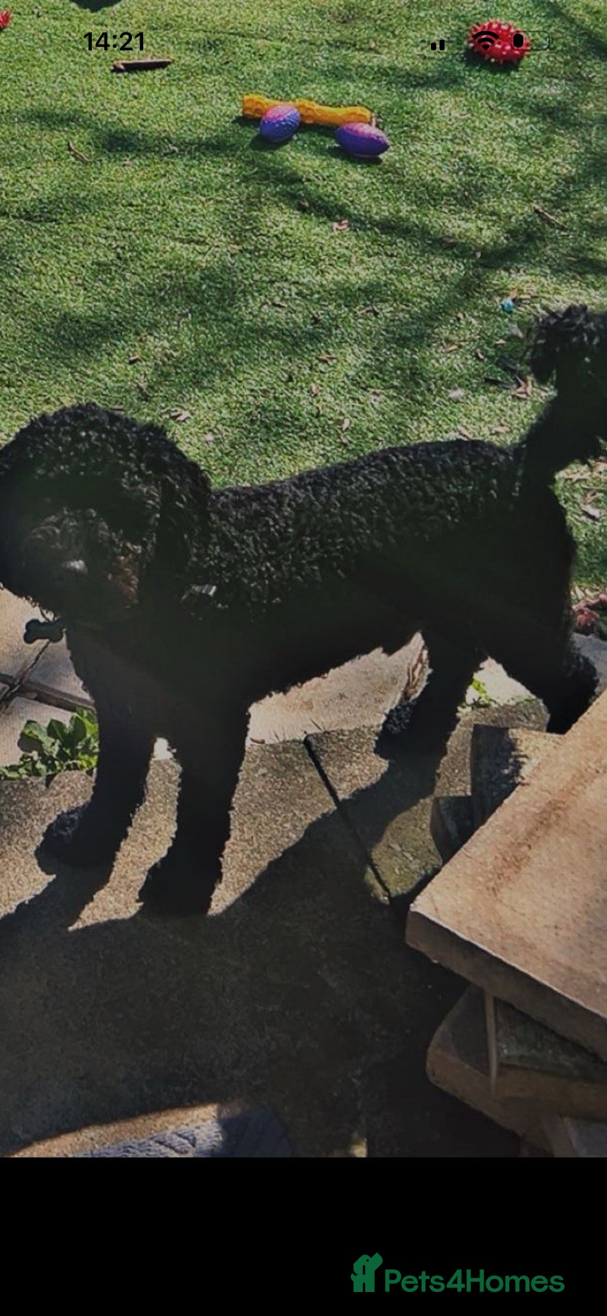 Double Doodle dogs for sale: Doodle free to a good home - Advert 9