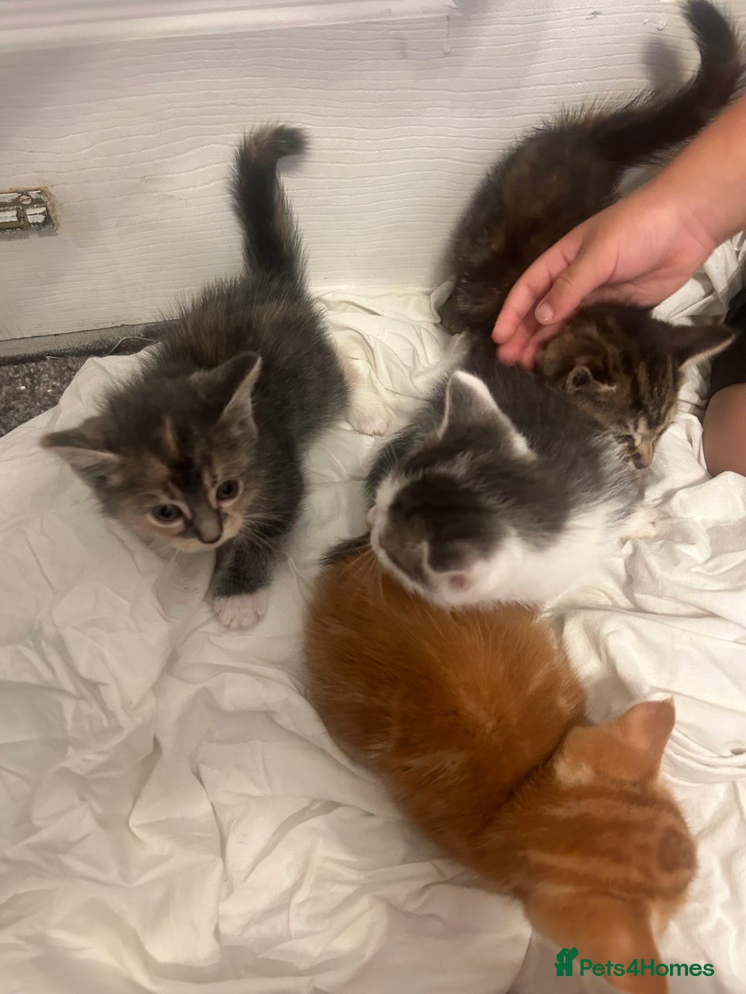 Mixed Breed cats for sale: 4 beautiful kittens ready to go 31st August - Image 11