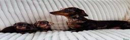 Miniature Dachshund dogs for sale: Two stunning kc reg mini girls  - Advert 9