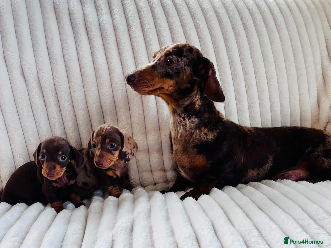 Miniature Dachshund dogs for sale: Two stunning kc reg mini girls  - Advert 9