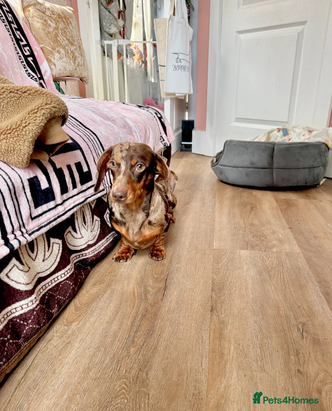 Miniature Dachshund dogs for stud: 🩵🧡 Very small mini Kc full Health tested 🩵🧡 in Accrington - Advert 8