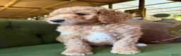 Bernedoodle dogs for sale: F1b Apricot Medium Bernedoodle  - Advert 20
