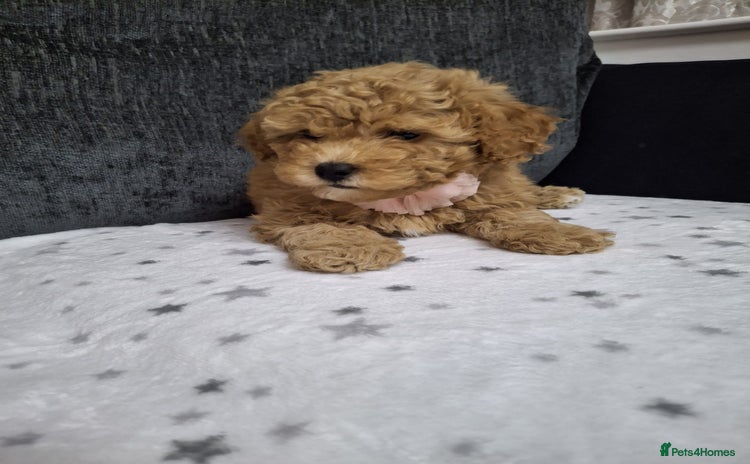 Maltipoo dogs - Advert 3