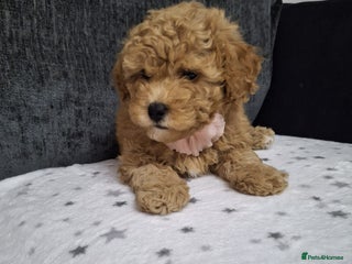 Maltipoo dogs 2 Female Maltipoo puppies Left! - Advert 15