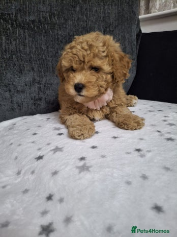 Maltipoo dogs - Advert 3