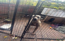 Mixed Breed dogs for sale: Cane corso x thai ridgeback boy - Image 2