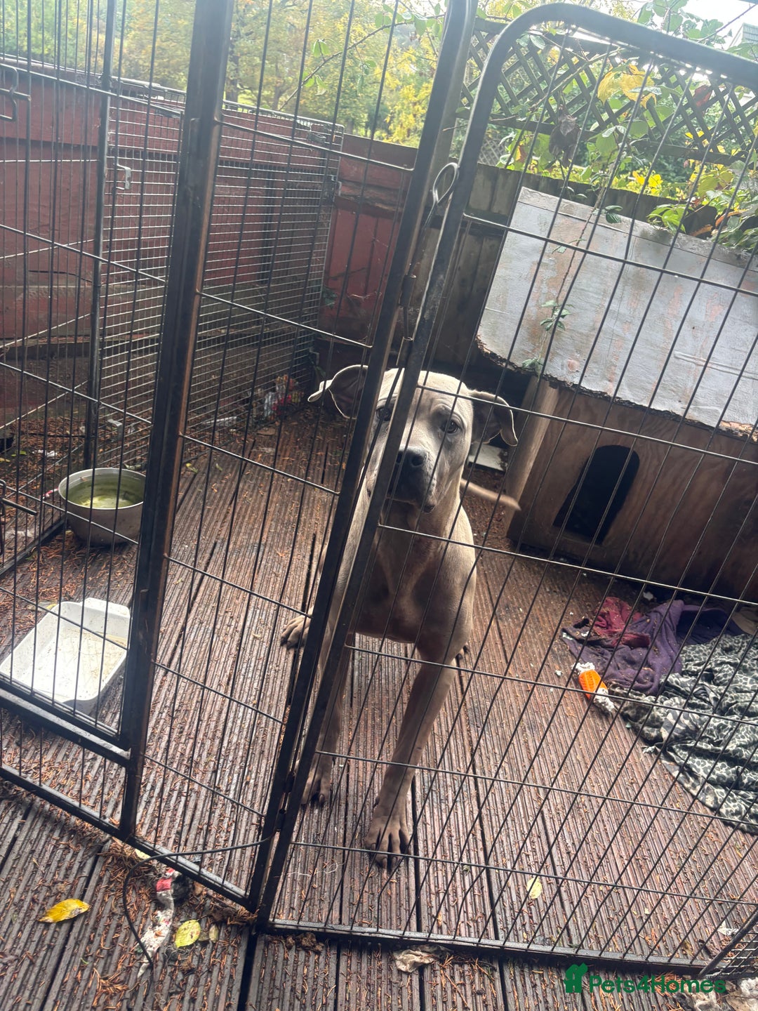 Mixed Breed dogs for sale: Cane corso x thai ridgeback boy - Image 2