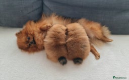 Pomeranian dogs for sale: KC Tiny Teddy Bear Pomeranian Girls - Image 4