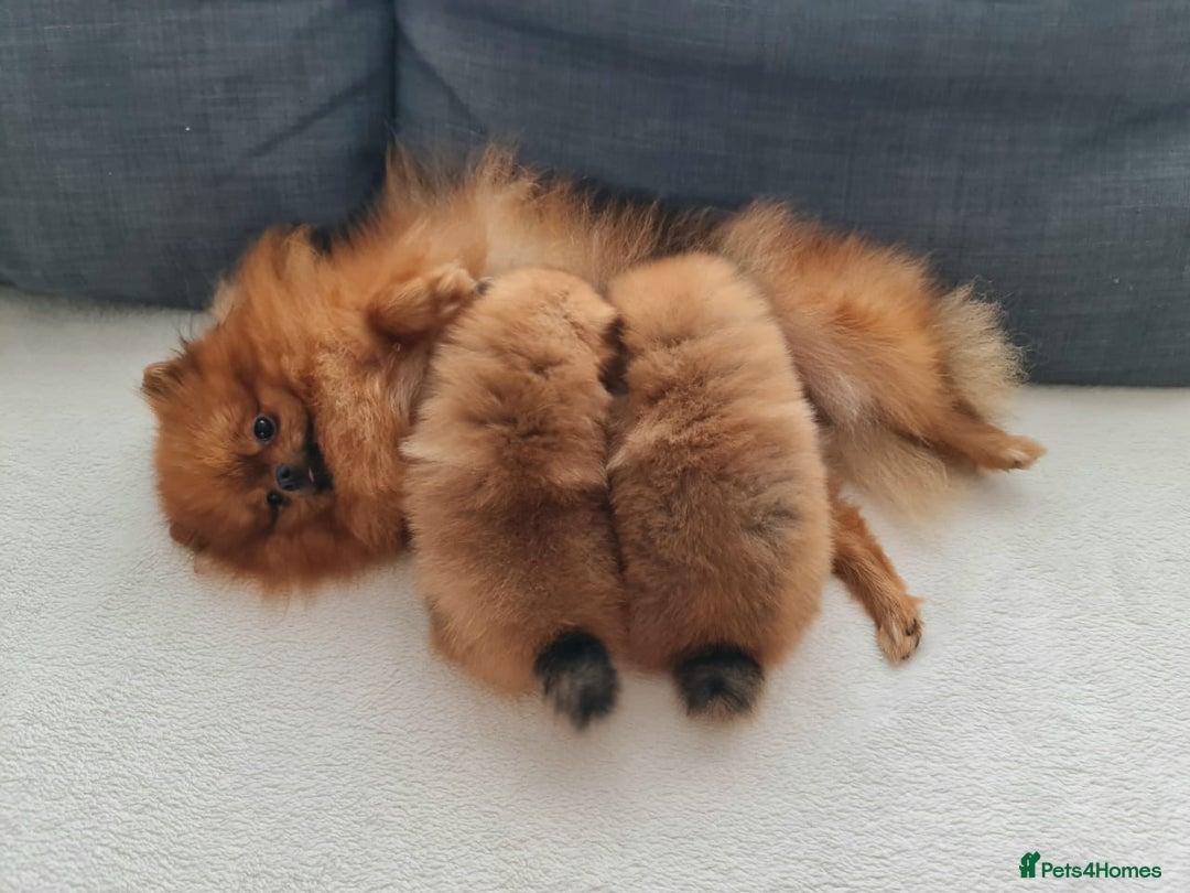 Pomeranian dogs for sale: KC Tiny Teddy Bear Pomeranian Girls - Image 4