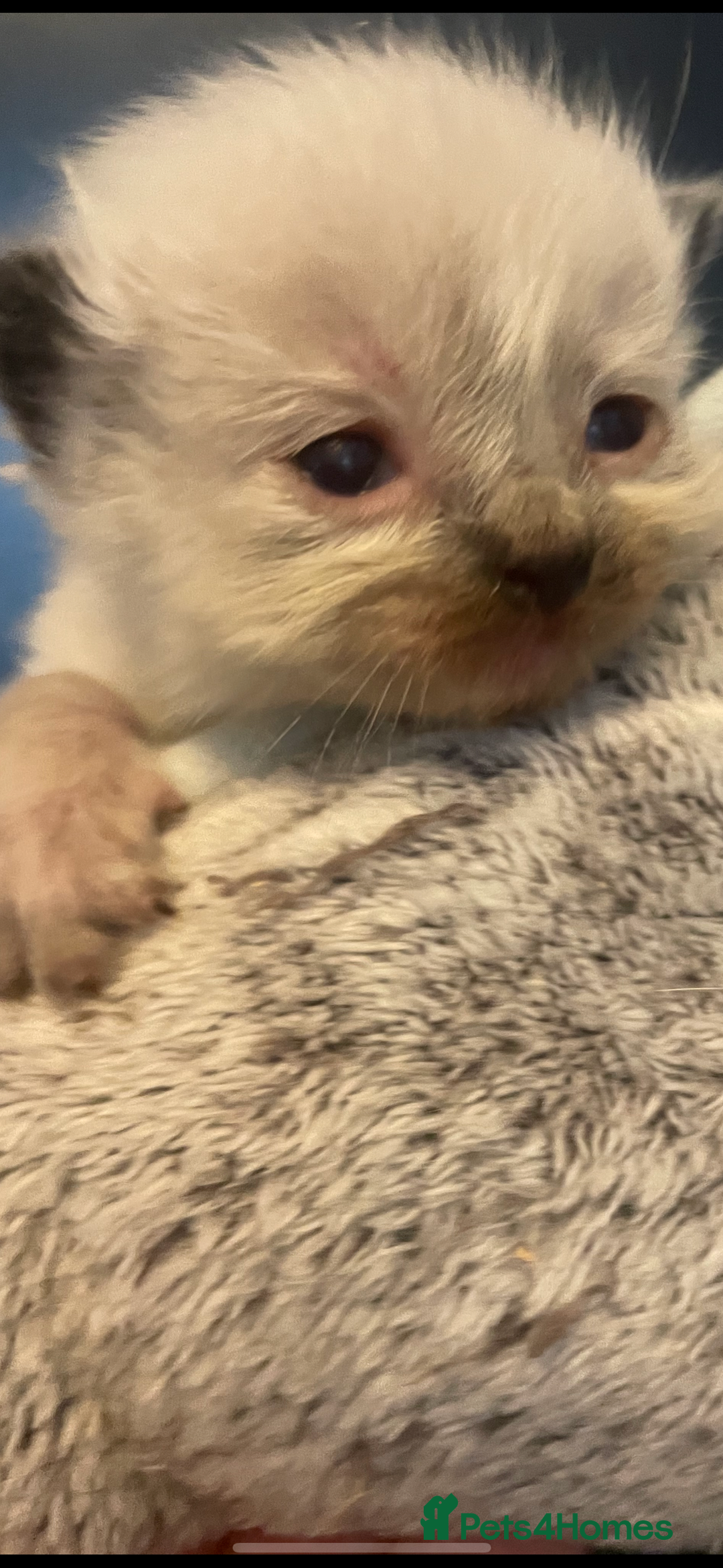 Ragdoll cats for sale: Stunning Ragdoll kittens blue lnyx ready soon  - Image 19