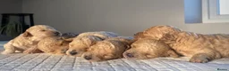 Poochon dogs for sale: Beautiful F1 poochon puppies - Advert 3