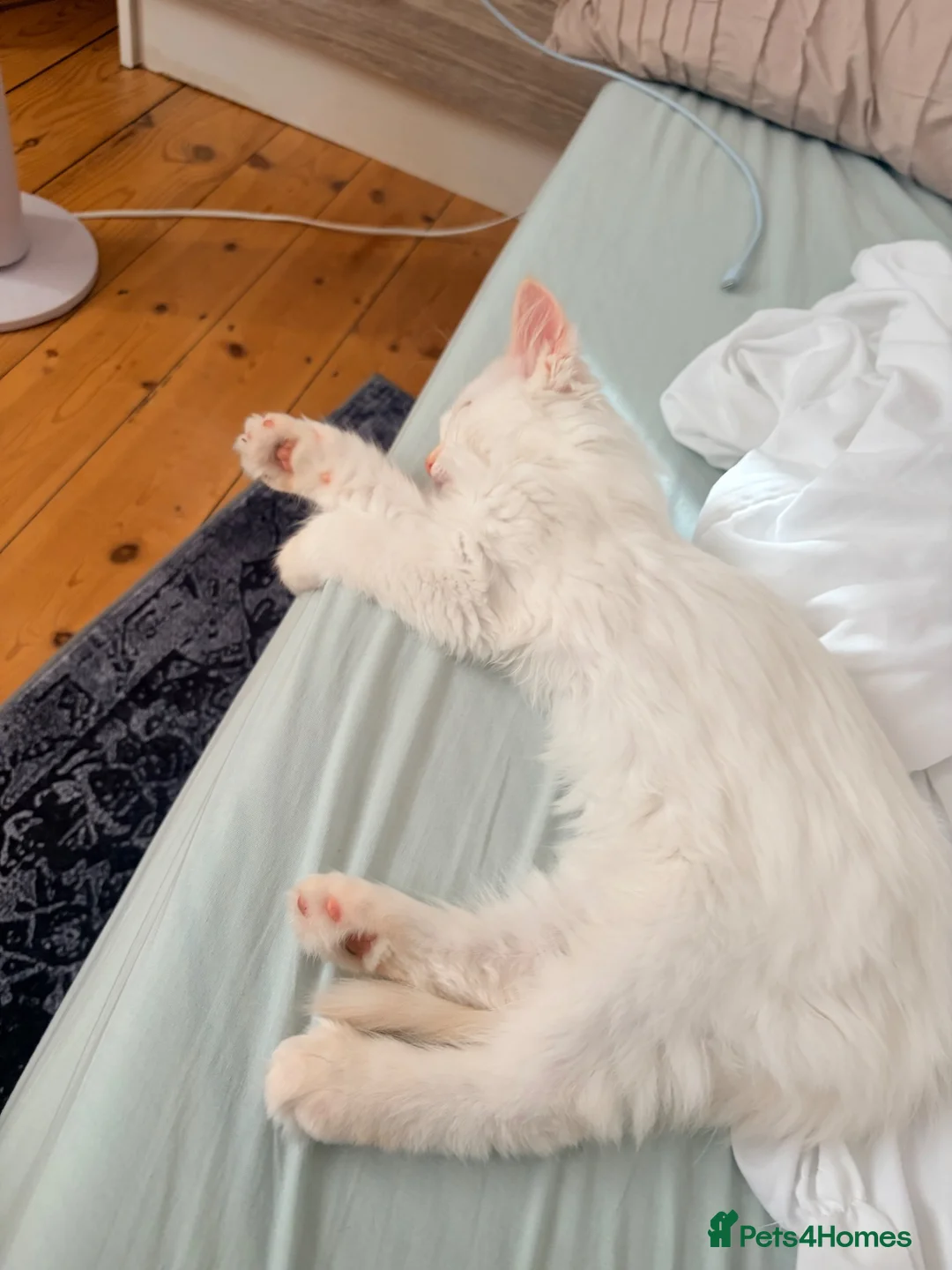 Ragdoll cats for sale: Ragdoll kitten - Advert 3