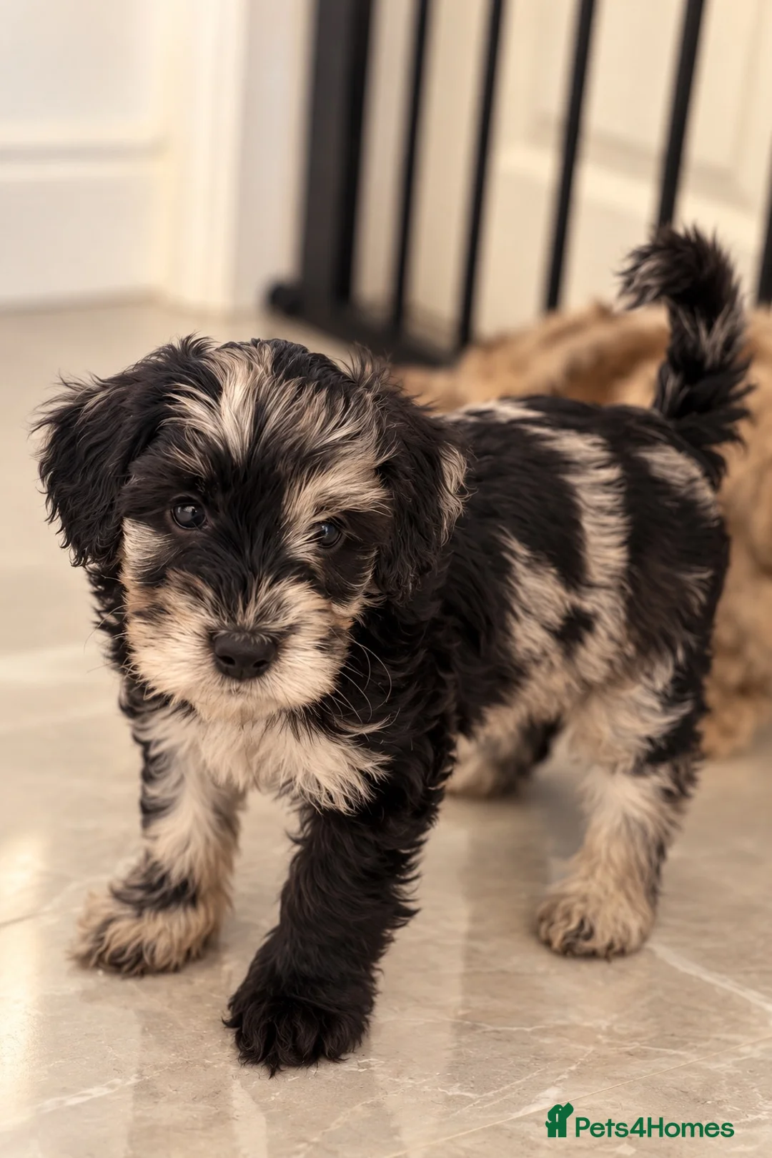 Cockapoo dogs for sale: Toy cockapoo F1b - Advert 2