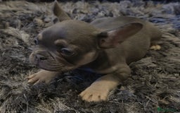 French Bulldog dogs for sale: 🐾 Stunning Pups Only 2 left  🐾 - Image 15