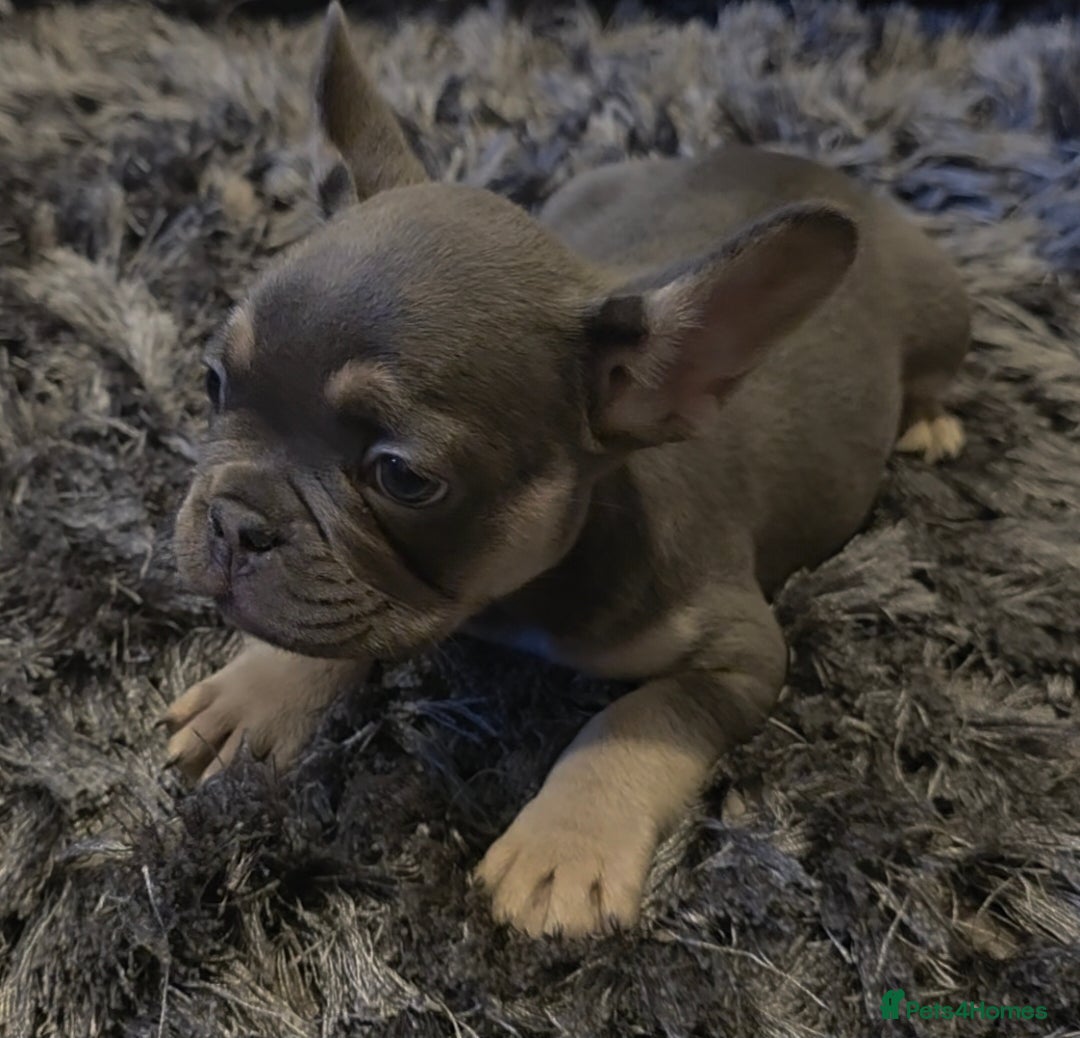 French Bulldog dogs for sale: 🐾 Stunning Pups Only 2 left  🐾 - Image 15