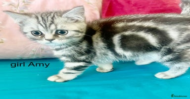 British Shorthair cats - Advert 4