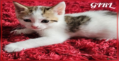 Mixed Breed cats - Advert 10