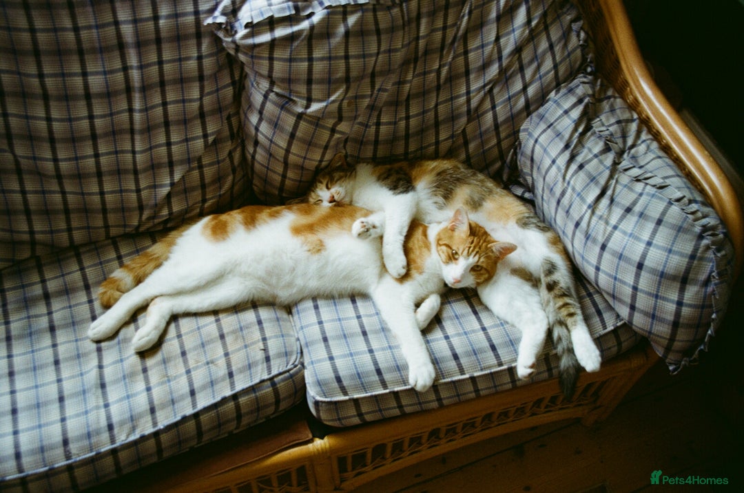 Mixed Breed cats for sale: Big kitten needs new home - Image 4
