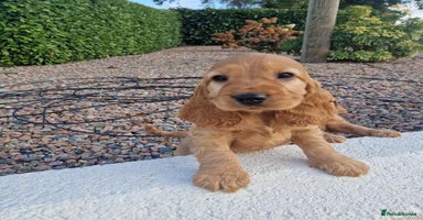 Cocker Spaniel dogs - Advert 14