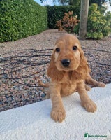 Cocker Spaniel dogs - Advert 14