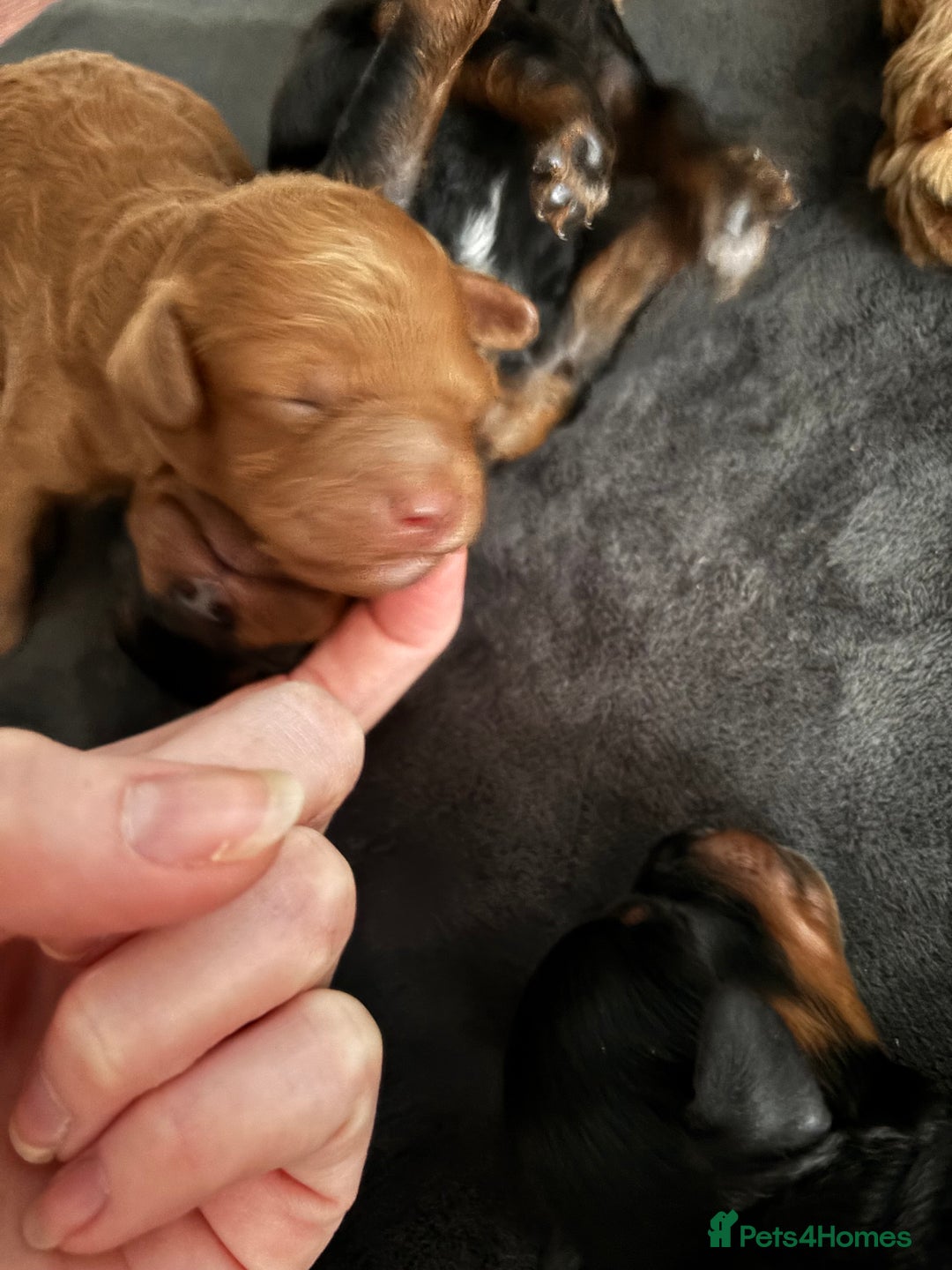 Cavapoochon dogs for sale: Toy Cavapoochons F1B - Advert 17