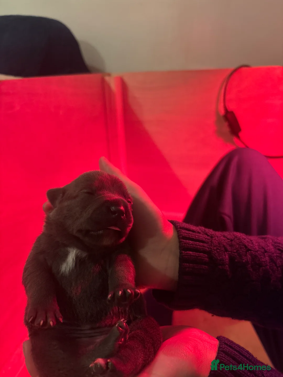 Staffordshire Bull Terrier dogs for sale: Blue Staffordshire bullterrier Puppies  - Advert 5