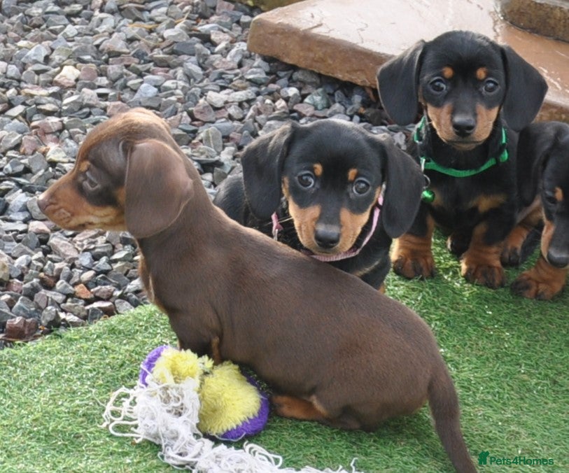Dachshund dogs Miniature Smooth Haired Dachshunds - Advert 2