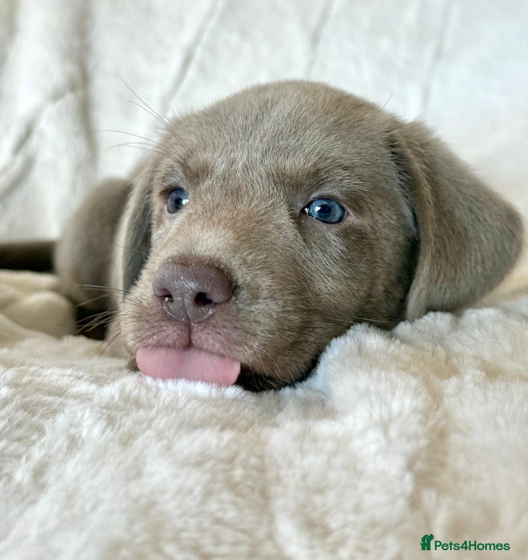 Labrador Retriever dogs for sale: KC Reg Fully Health Tested Labrador Pups - Image 6